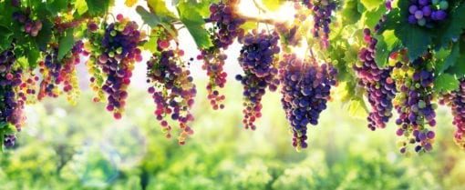 Doftljus Prosecco - Vineyard Candles - Bild 3