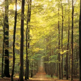 EuroGraphics Forest Path 1000 bitar