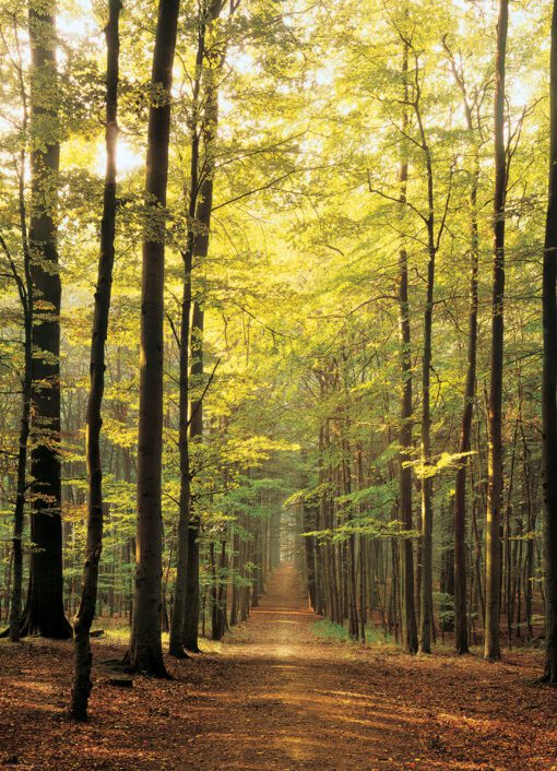 EuroGraphics Forest Path 1000 bitar