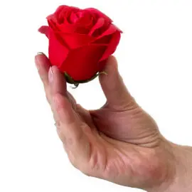 Tvålblommor Röda Rosboxen Rund (5)